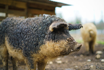 The Sheepish Pig, Adorable storybook characters, Barnyard adventures, Quirky snouts HD wallpaper