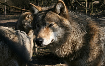 Animals, Muzzle, Predator, Wolf, Wild HD wallpaper