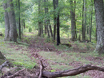 Broken Trail, Trail, Nature, Forests, Tennessee HD wallpaper