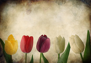 display of tulips, colorful, pretty, nature, flowers, artistic HD wallpaper