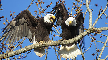 Bald Eagles, resting, raptor, branch, wings, pair, nature HD wallpaper