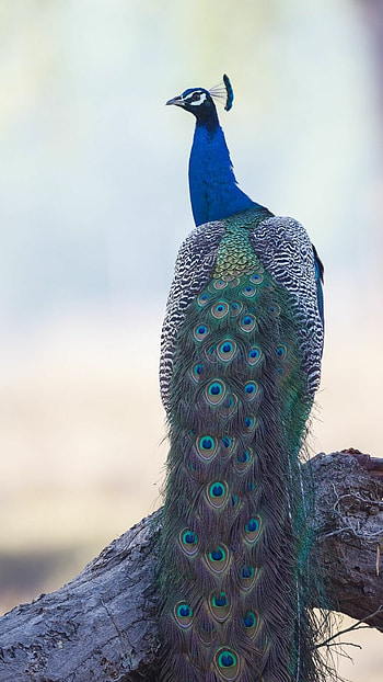 Peacock , Stunning backgrounds, , High-resolution HD phone wallpaper