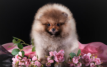 Spitz, cute, dog, furry, animal HD wallpaper