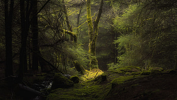 Forest Fog Trees Branches Moss HD wallpaper