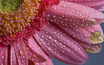 Pink, Drops, Flower, Macro, Petals HD wallpaper