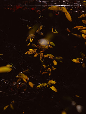 Nature, Leaves, Bush, Plant, Dark, Branches HD phone wallpaper
