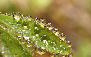 Water, Leaves, Drops, Reflection, Macro HD wallpaper