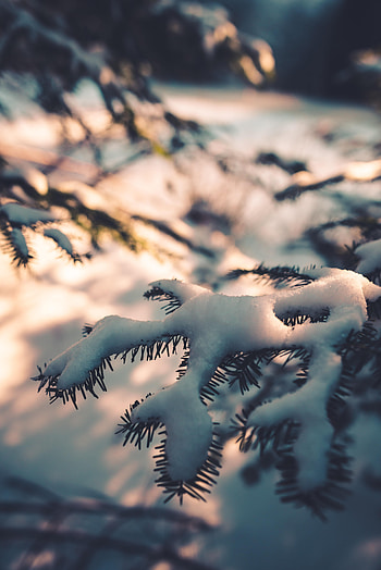 Winter, Snow, Macro, Branch HD phone wallpaper