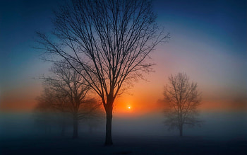 Fog at sunrise, awesome, morning, graphy, sunrise, nice, scenery, fog, trees, , amazing, sun, foam, scene, landscape, cold, dawn, branches, cool, sky, trunks HD wallpaper