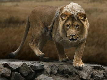 On the Prowl, cat, wild, lion, hunter HD wallpaper