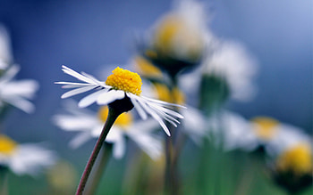 Camomile, Flower, Macro, Petals, Chamomile HD wallpaper