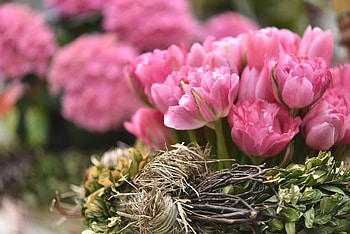 Tulips, Flowers, Pink, Petals HD wallpaper