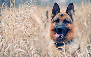 Dog - Full search HD wallpaper