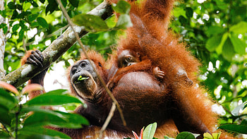 In orangutan parenting, Kids can get their own dinner, Parental guidance, Independent learning HD wallpaper