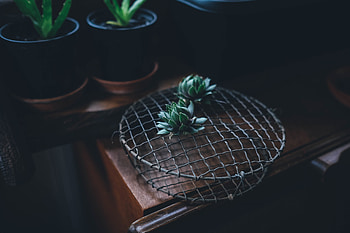 Flowers, Table, Cactus, Indoor Plant, Houseplant HD wallpaper