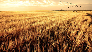 South for the Winter, fall, farm, grass, Firefox Persona theme, dry, late summer, wheat, autumn, sky, harvest, geese HD wallpaper