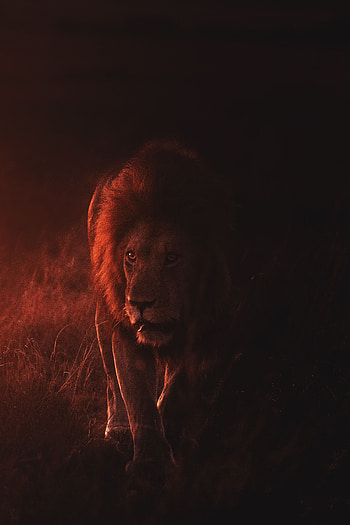 Animals, Lion, Predator, Big Cat, Wildlife, King Of Beasts, King Of The Beasts HD phone wallpaper