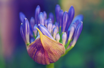 Flower, Macro, Petals, Close-Up HD wallpaper