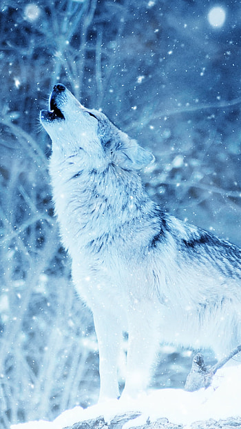 Wolf Howling in the Winter Snow, snowfall, winter, Animal, wolf HD phone wallpaper
