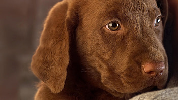 Animals, Muzzle, Color, Puppy, Ears HD wallpaper