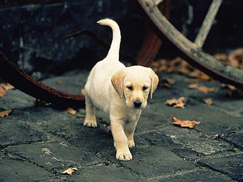 Animals, Dogs HD wallpaper