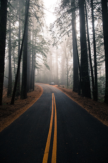 Nature, Trees, Road, Markup, Forest, Fog HD phone wallpaper