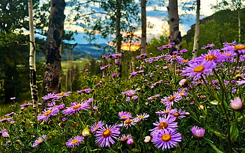Still looks like Spring in Telluride, Colorado, forest, blossoms, wildflowers, morning, trees, sunrise HD wallpaper