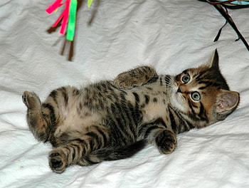 sweety kitty, sweet, art , kitty, animals, cats HD wallpaper