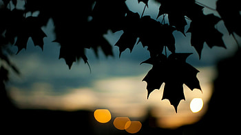 Trees leaves, Silhouette, Plants HD wallpaper