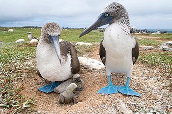 Blue footed booby, , , Adorable HD wallpaper
