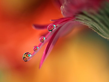 Water drops, graphy, Reflection, Macro, Flower HD wallpaper