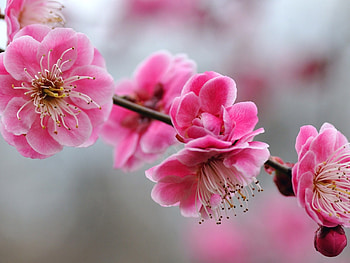 pin-pink---cute-girly-backgrounds-celebs- HD wallpaper