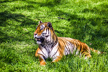 Animals, Grass, Lies, Predator, Big Cat, Tiger HD wallpaper