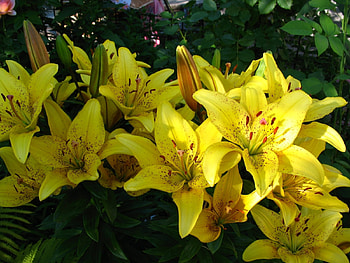 Plants, Flowers, Lilies HD wallpaper