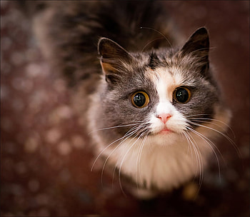 hello to you, closeup, animals, pets, cat, nice HD wallpaper