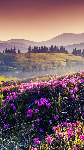 May, Flowers Valley HD phone wallpaper