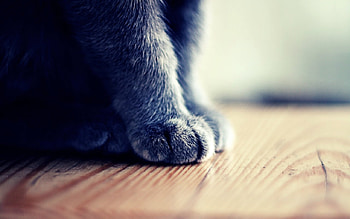 Cat paw, kitten, grey, graphy, cats, cat, paws, fur, wood, paw HD wallpaper