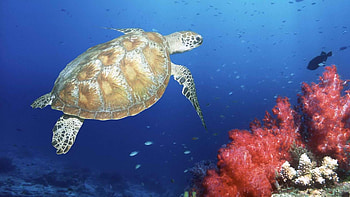 Green Sea Turtle, animals, sea turtles, , underwater, new, turtles HD wallpaper