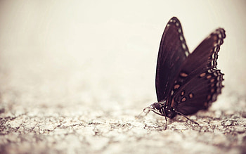 Macro, Pattern, Surface, Butterfly, Wings HD wallpaper