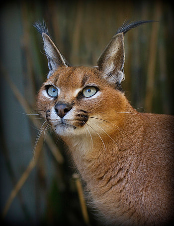 Unique caracal, Exotic wild cat, Fascinating anatomy, Striking presence HD phone wallpaper