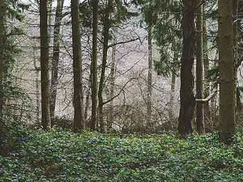 Forest, grass, nature, tree HD wallpaper