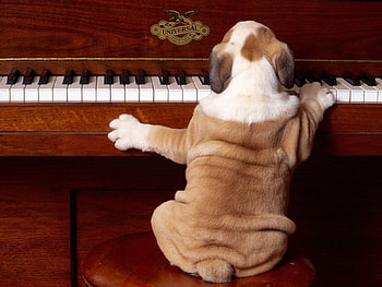 Funny, Animals, Dogs HD wallpaper