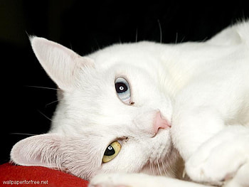 cute kitty, cute, cat, white, kitty HD wallpaper