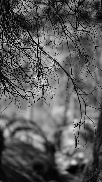 Nature, Branches, Bw, Chb HD phone wallpaper