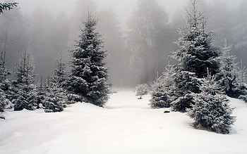 Landscape, Winter, Trees, Snow, Fir-Trees HD wallpaper