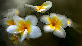 ڪےღڰۣ✿﻿ ღ❤ღ ڪےღڰۣ✿﻿, plumeria, summer, white, flower HD wallpaper