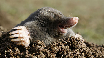 Mole species, Mole family, Mole classification, Animal kingdom HD wallpaper