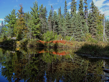Orange Reflection, graphy, Forest, Trees, Lake, Nature HD wallpaper