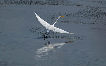 Egret, flight, water, bird HD wallpaper