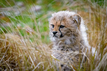 Cheetah Cub, cheetah, animals, cub HD wallpaper